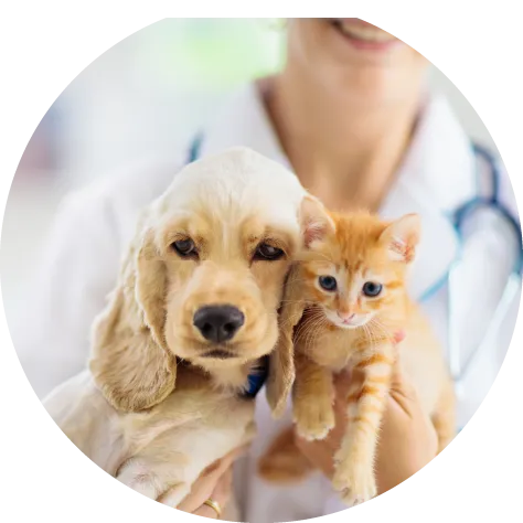 動物病院開業を成功させる開業準備の流れ