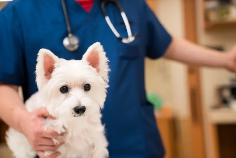 動物病院開業場所の選定